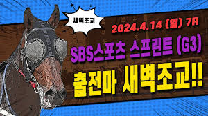 [서울 경마] 2024 SBS 스포츠스프린트G3 대상경주 출전마 새벽조교